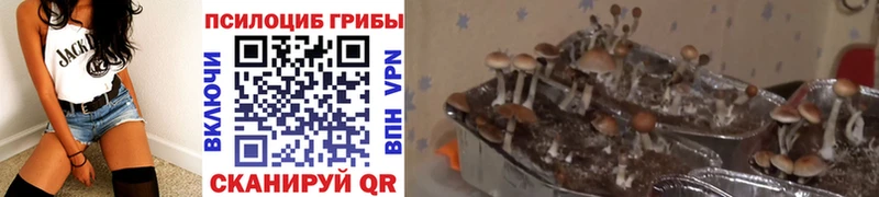 Псилоцибиновые грибы ЛСД  Купить закладки  Бобров 