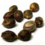 Семена марихуаны АК-47  (Seeds AK-47) в Боброве